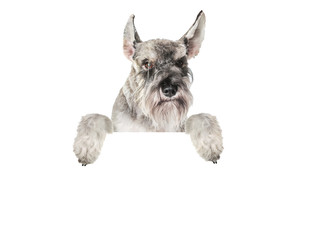 Fanny gray schnauzer with big ears and with paws over white banner and looking straight. Dog breeds.