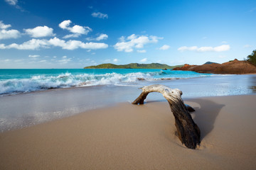 Driftwood On Caribbean Beach, Antigua