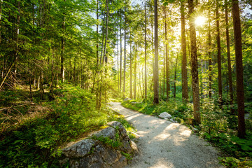Road through forest with real sun, beautiful summer morning