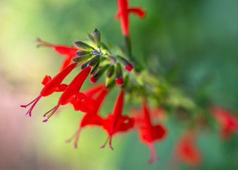 Obraz premium Tropical Sage at Cullinan Park in Sugarland, Texas!