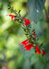 Tropical Sage in the woods at Cullinan Park in Sugarland, Texas!