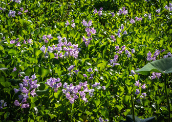 Fototapeta premium Common Water Hyacinth in the lake at Cullinan Park!