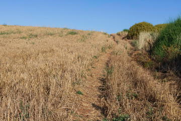 Country road on the edge of a field with ripe wheat against a blue sky