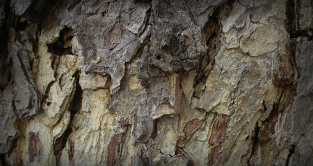 The texture of the old wood with a beautiful pattern	