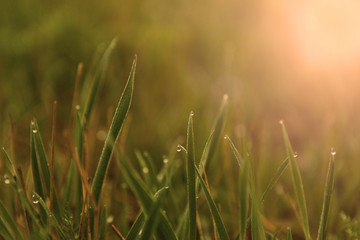 Water drops on the green grass. Green wet grass with dew. Close up of fresh grass with water drops in the early morning