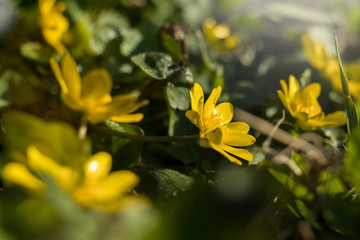 Yellow flower blooming - Caltha palustris, Kingcup, Marsh Marigold. Early spring blossom. Small golden flowers, perennial herbaceous plant of the buttercup family.