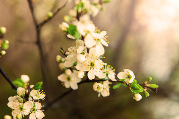 Beautiful white flowers of apple tree in the garden. Spring bloom on branches