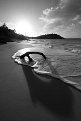 Caribbean Beach Driftwood At Sunset, Antigua