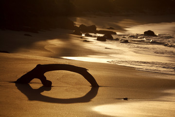 Caribbean Beach Driftwood At Sunset, Antigua