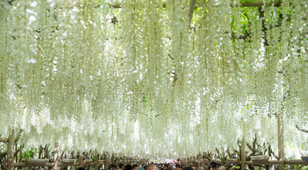 White wisteria flowers hanging from a trellis
