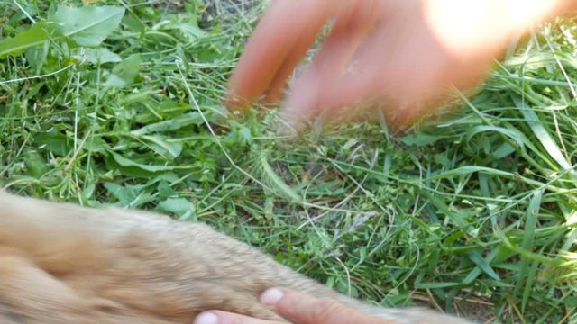 Preventive vaccination of rabbits with an injection of a syringe and a special medicine against diseases. Male hands give an injection to the withers of a rabbit or a hare.
