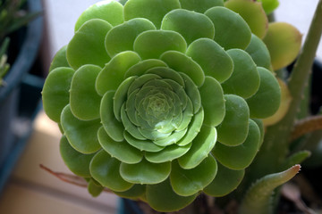 the tree houseleeks, Saucer-plant (Aeonium undulatum)