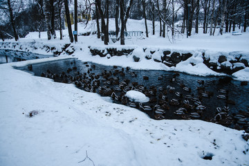 .many ducks swimming in a pond in the snow.