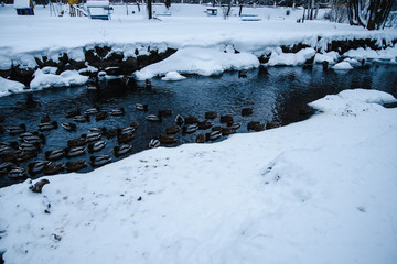 .many ducks swimming in a pond in the snow.