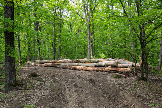 Illegal logging and removal of forests