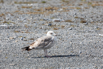 Seagulls who are looking for husband