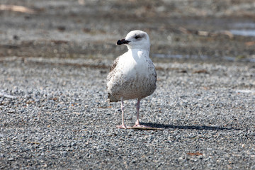 Seagulls who are looking for husband