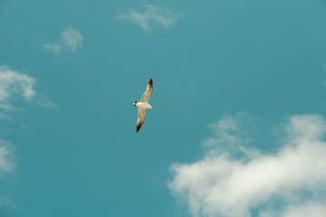 Gull fly against the blue sky. Blue sky, white clouds and gull. The gull flies away.