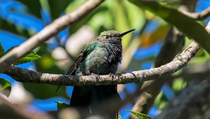 tomado el sol © daniel