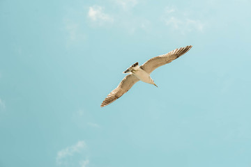 Gull fly against the blue sky. Blue sky, white clouds and gull. The gull flies away.