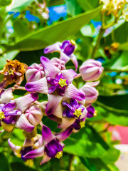 purple and white flowers