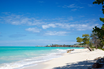 Little Tree At Caribbean Beach, Antigua