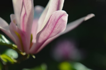 close up of pink magnolia flower