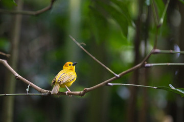 SINGAPORE/SINGAPORE - 01st July, 2019 : When we traveling to Singapore Park, River Safari.
