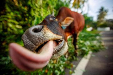 The cow trying to lick the lens