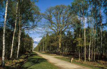 Bouleau verruqueux, Betula pendula, Forêt de Sénart, Essonne, 91