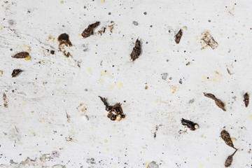 Unhygienic droppings shit feces excreted by house lizards on surface