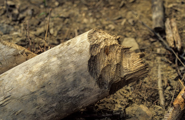 arbre mangé, Castor européen, Castor fiber
