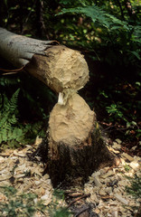 arbre mangé, Castor européen, Castor fiber