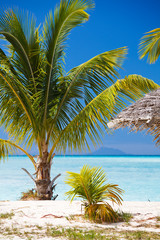 Little Palm Tree On Beach, Antigua