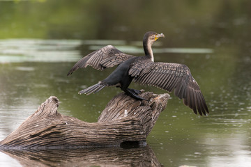 Cormoran à poitrine blanche,.Phalacrocorax lucidus, White breasted Cormorant