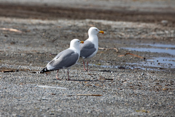 Seagulls who are looking for husband