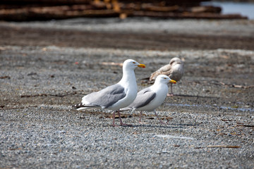 Seagulls who are looking for husband
