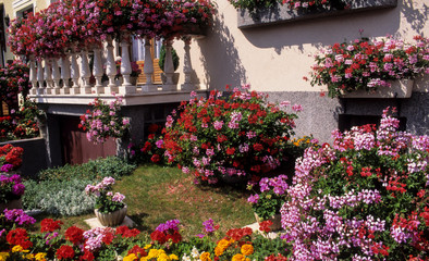 Fototapeta na wymiar Jardin, balcon, Geranium, Pelargonium