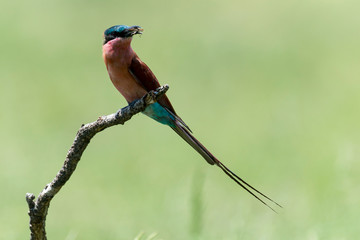Guêpier carmin,.Merops nubicoides, Southern Carmine Bee eater