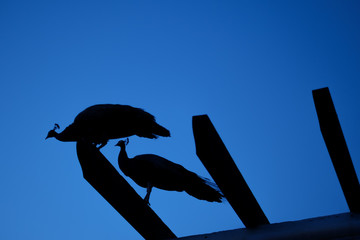 Silhouettes of peacocks against the background of the night sky. Selective focus 