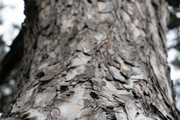 conifer tree bark texture