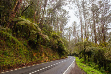 Road to Noojee in Victoria Australia