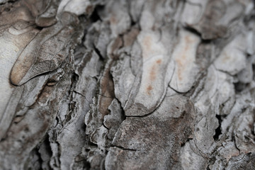 conifer tree bark texture