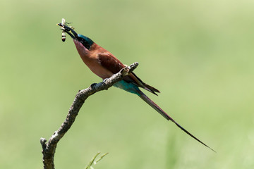Guêpier carmin,.Merops nubicoides, Southern Carmine Bee eater
