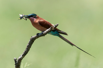 Guêpier carmin,.Merops nubicoides, Southern Carmine Bee eater