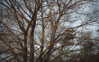 trees in the forest beautiful scenery