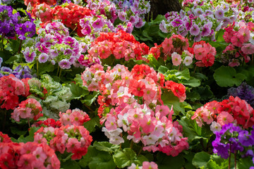 Natural floral background, spring and summer ornamental garden plant bush