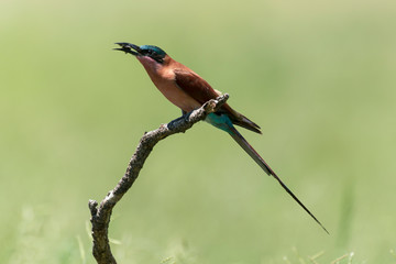 Guêpier carmin,.Merops nubicoides, Southern Carmine Bee eater
