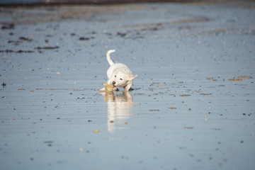 Spielender Hund am Strand