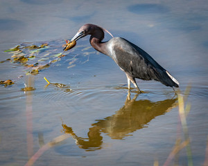 Little Blue Heron finding a meal!